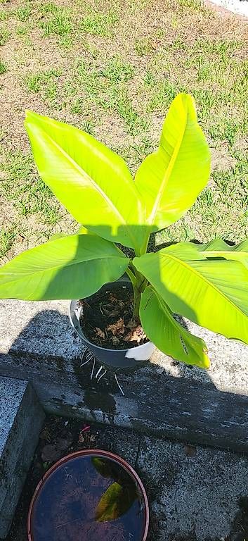 Pflanzen & Samen: Bananenbaum – Neu und originalverpackt aus Wallisellen von Eugenio 2