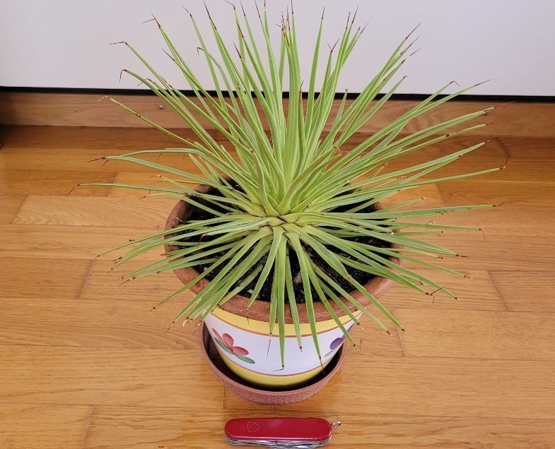 Pflanzen & Samen: Agave stricta – Neu (gemäss Beschreibung) aus Unterengstringen von orpheo13