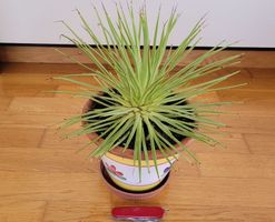 Agave stricta
