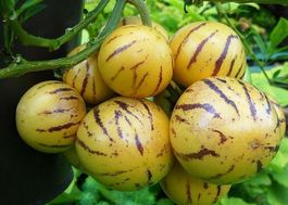 Poire Melon Pepino (2 plants)