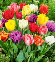 TULIPA DOUBLE MIX : 8 Zwiebeln + Infos wie keimen & pf