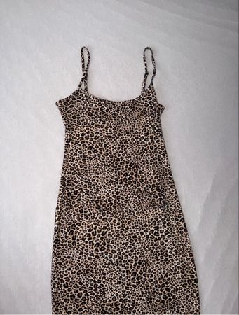 Leopard Maxilleid