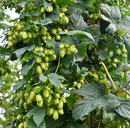 Pflanzen & Samen: Hopfen - Humulus lupulus - 50 Samen – Neu und originalverpackt aus Sumiswald von Cham14558 2
