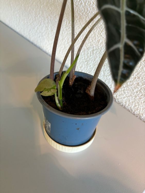 Alocasia in Erde Kaufen auf Ricardo