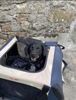 Swiss pet Hund Box Transport