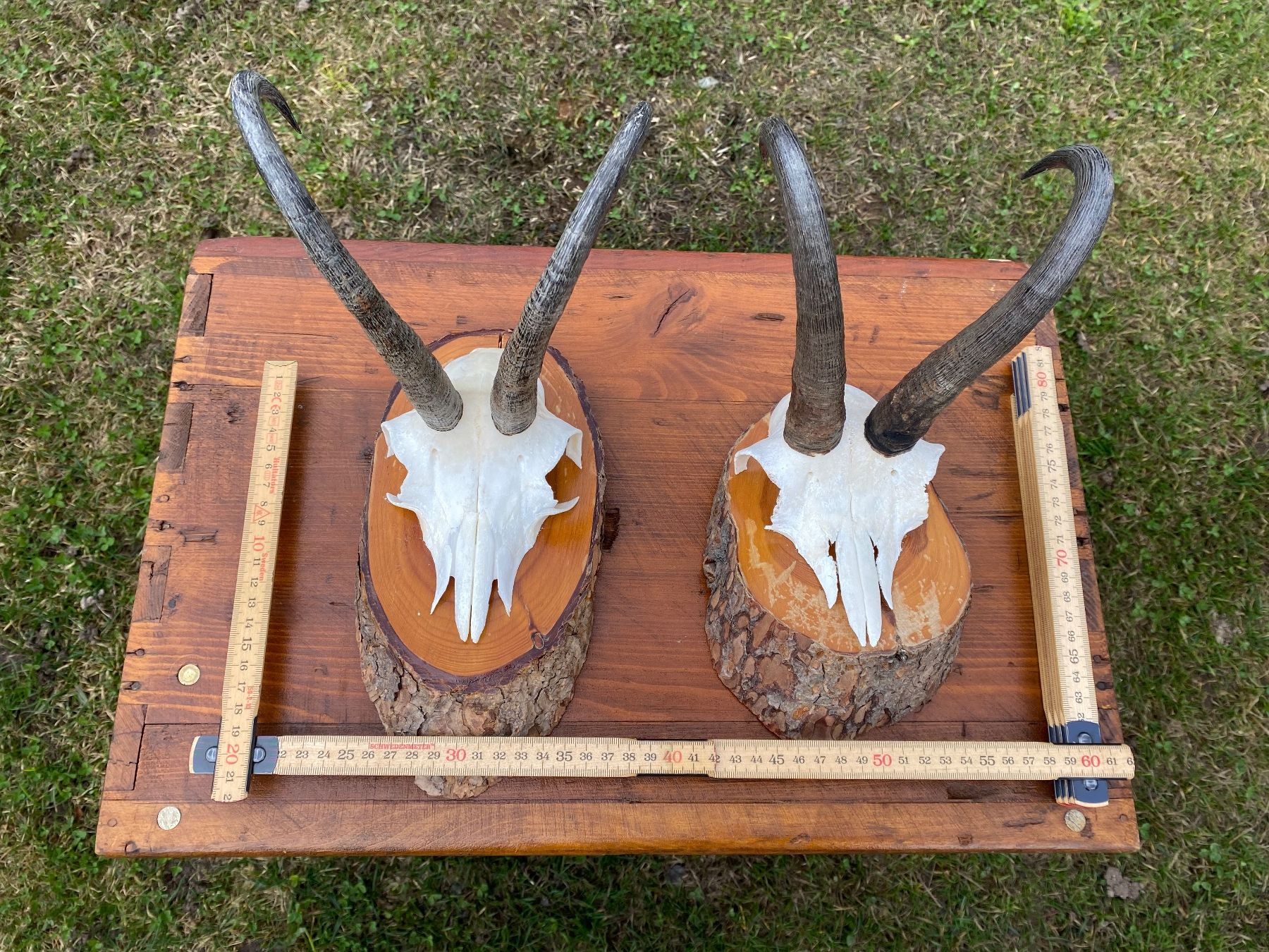 Il mondo degli animali: 2 schöne kapitale Gams Trophäen – Usato da Feldbach venduto da Olive1 9