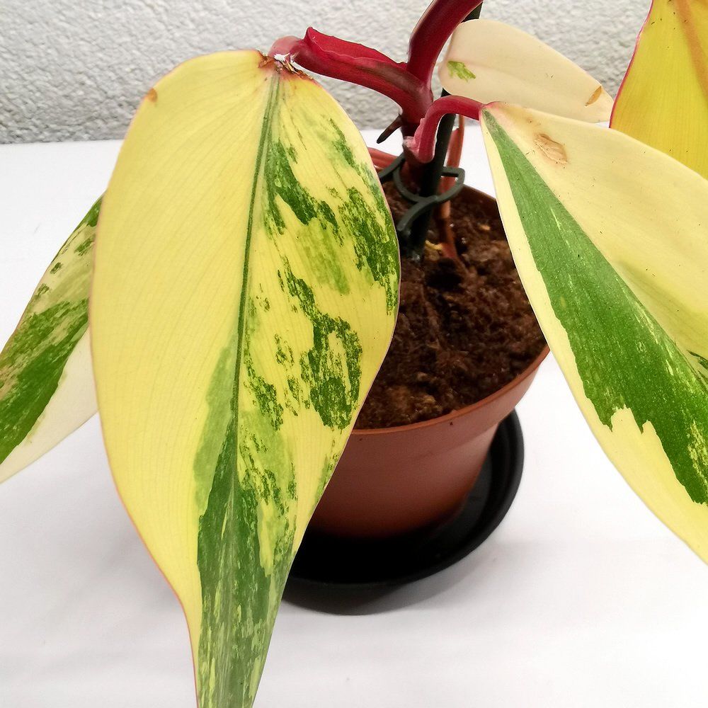 Piante & sementi: Philodendron Strawberry Shake – Nuovo (secondo la descrizione) da Walenstadt venduto da vkt_qc8d 4