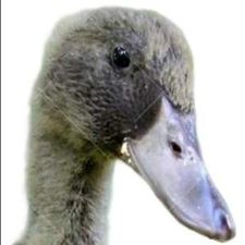 Profile image of Kakicampbell