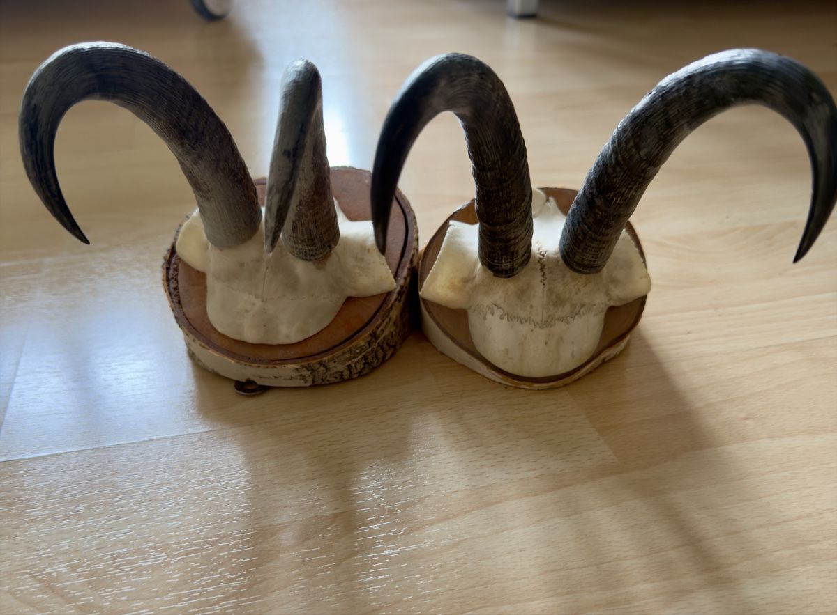 Il mondo degli animali: Walliser Gämse Schädel Trophäe auf Holzsockel – Usato da Widnau venduto da kustercarmen 5