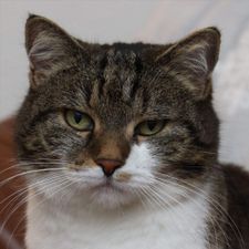 Profile image of volvo850driver