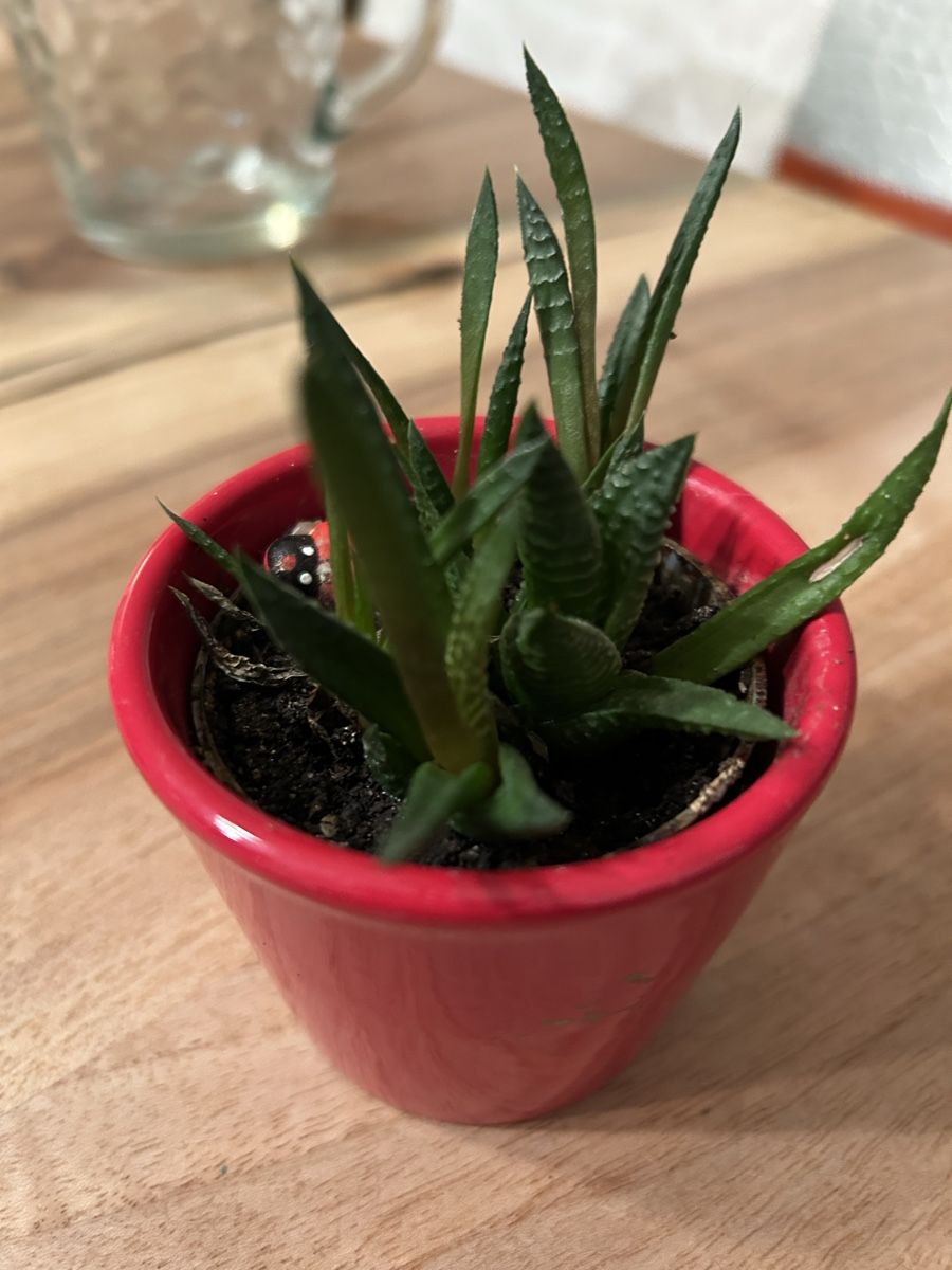 Piante & sementi: Sukkulente Haworthia inkl Blumentopf – Usato da Zürich venduto da keinweiss