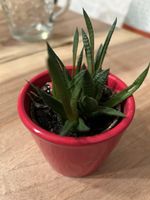 Sukkulente Haworthia inkl Blumentopf
