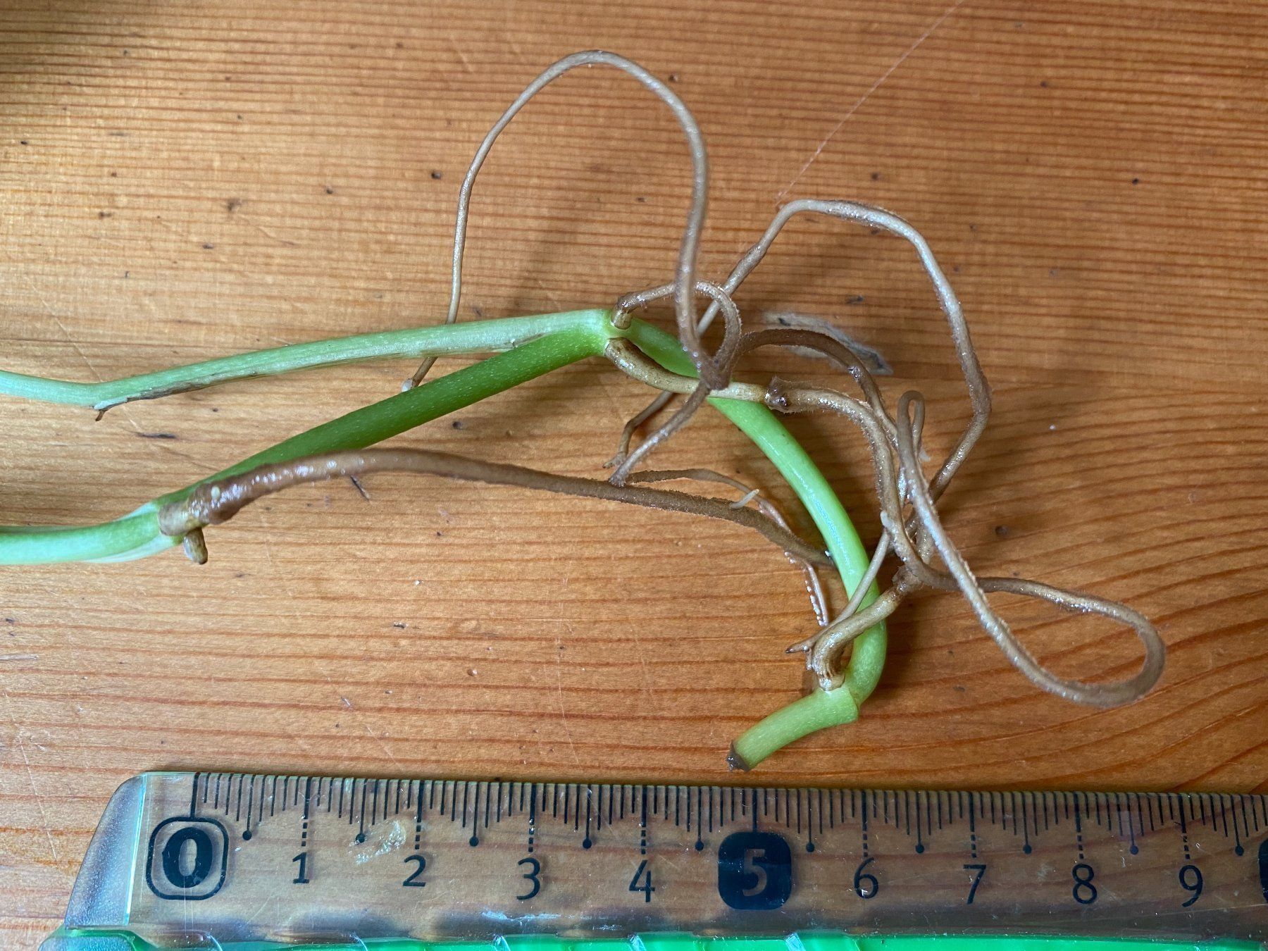 Piante & sementi: Monstera Siltepecana, bewurzelter Steckling – Usato da Winterthur venduto da Aniger 2