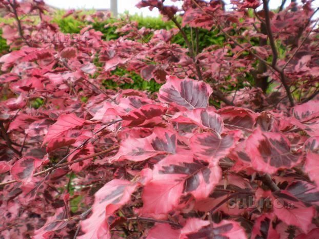 Piante & sementi: Hêtre à feuilles tricolores  20cm – Nuovo (secondo la descrizione) da Bremblens venduto da FIBONACCI369 3