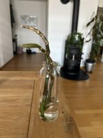 Kopfsteckling Forellenbegonie