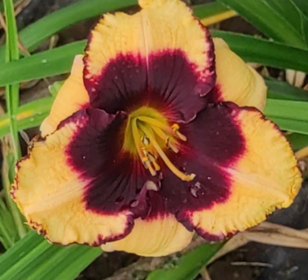 Plantes & graines: Hemerocalle Crazy Ivan – D'occasion à Lajoux JU par Briard0