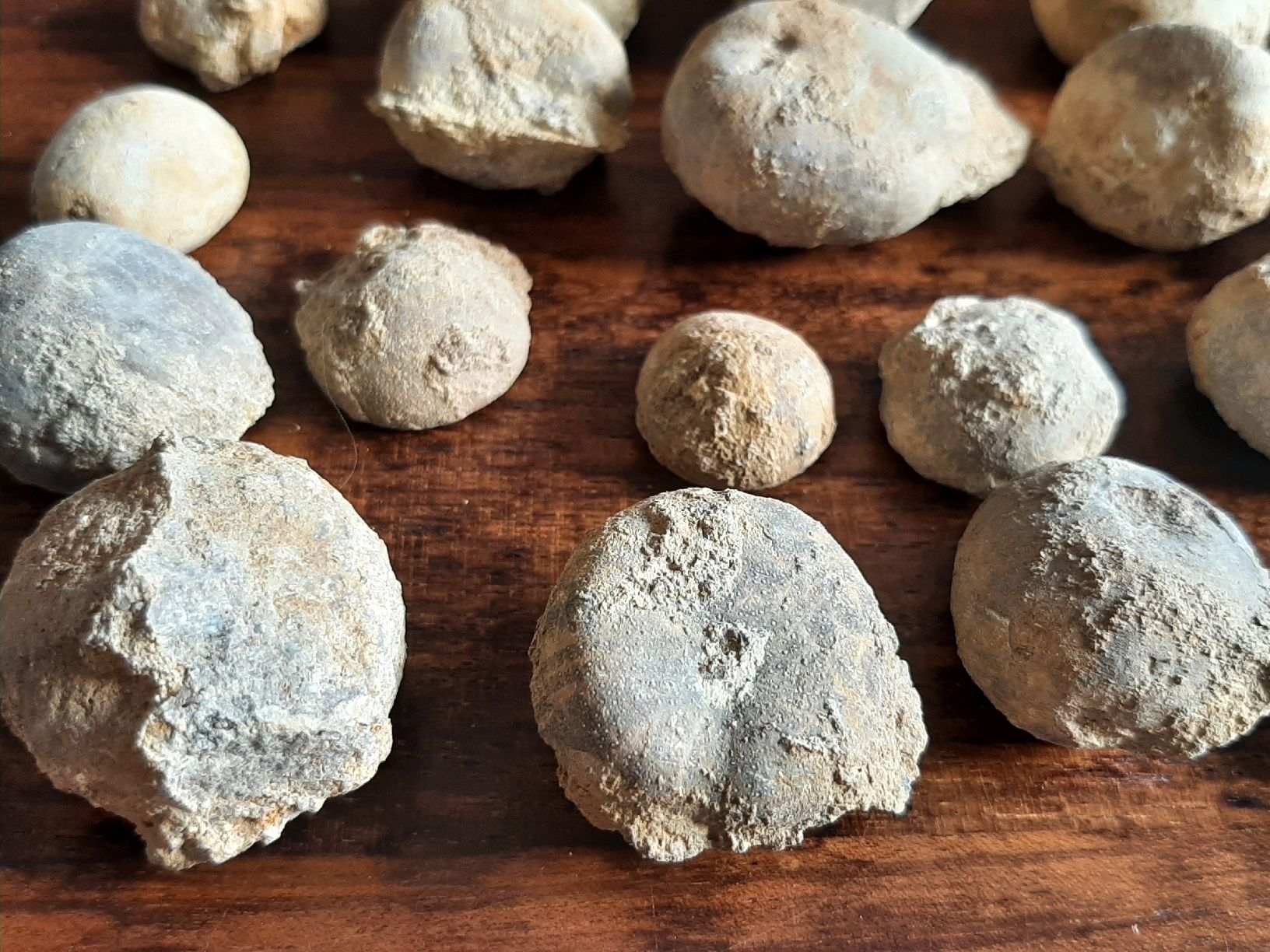 Fossili: Kleine Fossilien Sammlung – Usato da Rickenbach BL venduto da Oktober68 5