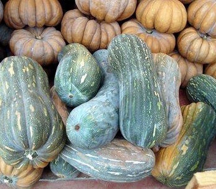 Piante & sementi: 10 Samen LUNGA DI NAPOLI Kürbis – Nuovo (secondo la descrizione) da Ehrendingen venduto da VerveinaSamen 6
