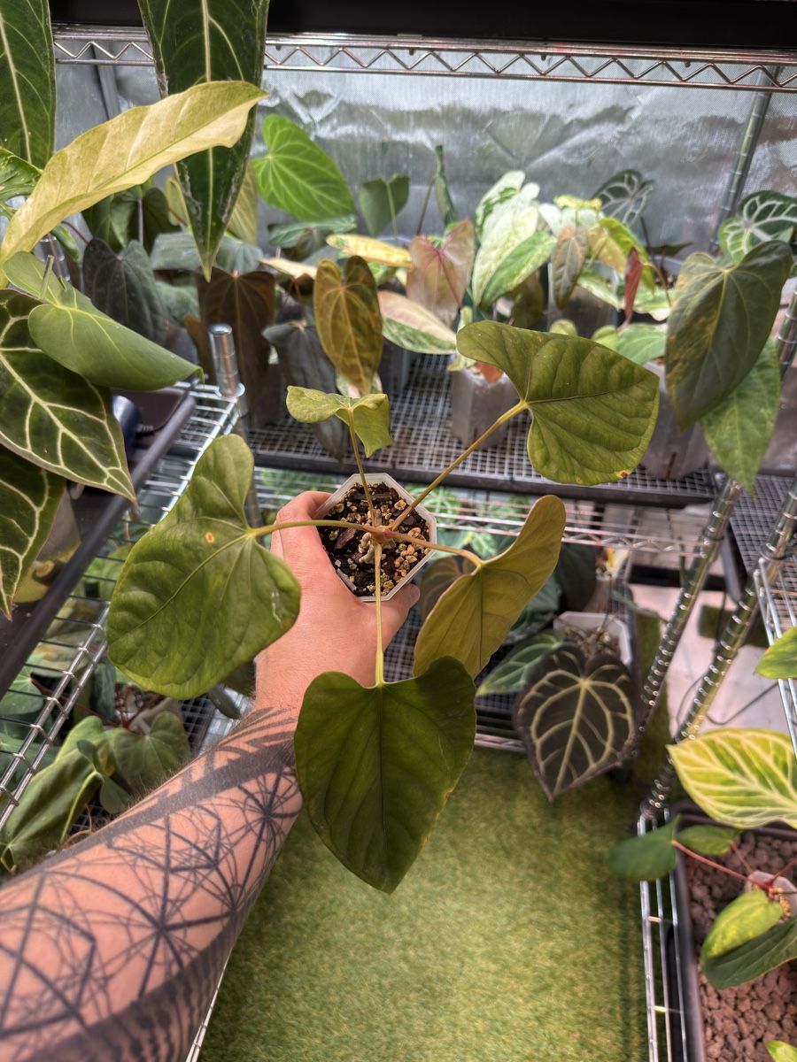 Piante & sementi: Anthurium Debilis x Mr Worldwide – Usato da Morlon venduto da lucius.greenery 2