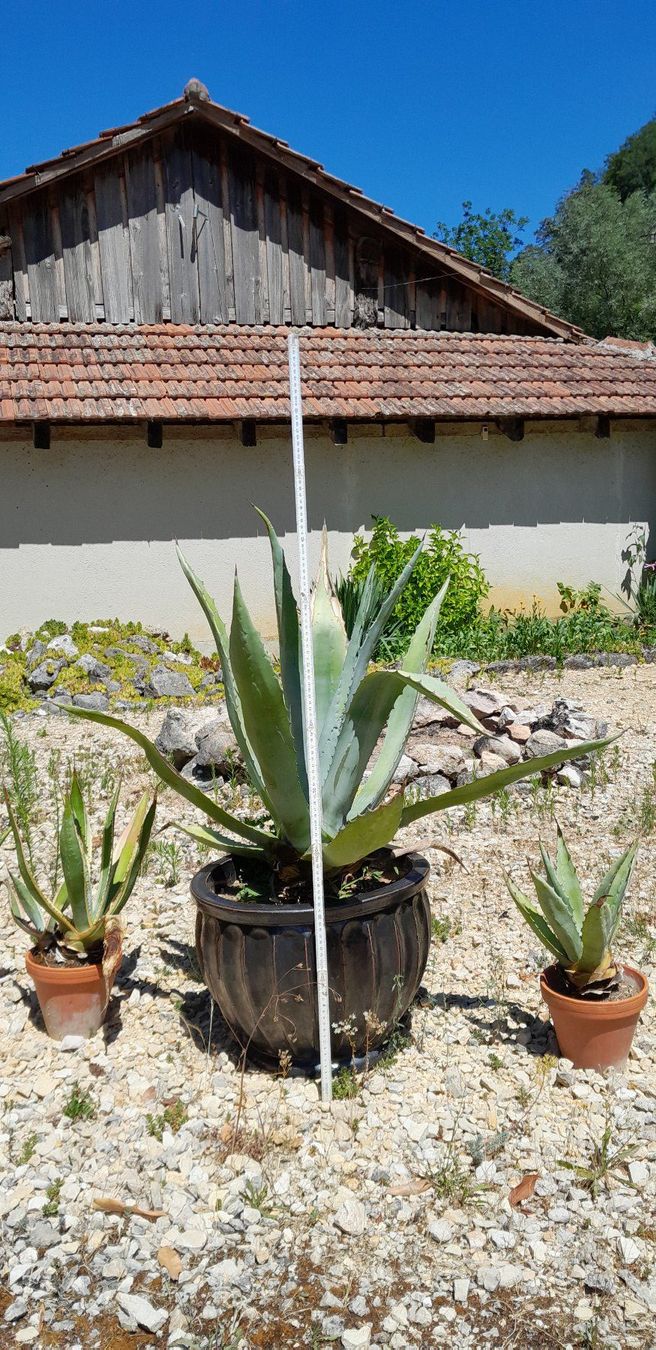 Piante & sementi: Agave ca. 100 cm (3) – Usato da Liesberg venduto da Ragged