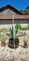 Agave ca. 100 cm (3)