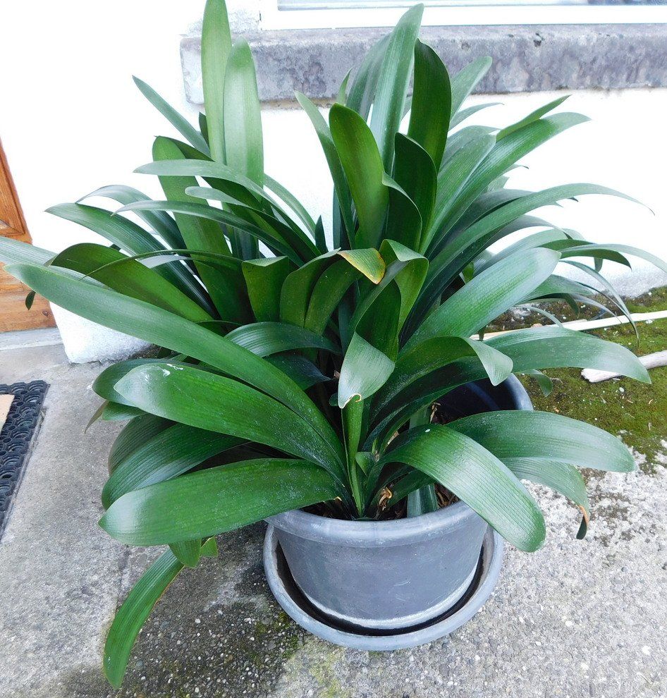 Pflanzen & Samen: Clivia miniata, orange – Gebraucht aus Villnachern von Niggo0