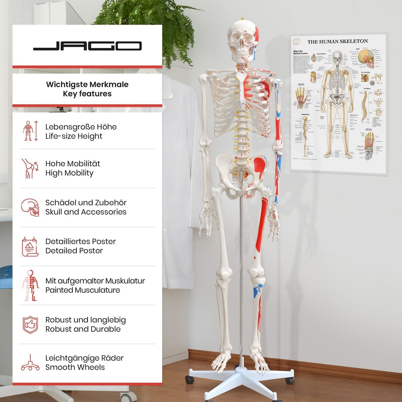 Kit di modellismo & Modellini statici: Menschliches Anatomie Skelett 181 cm – Nuovo e nell'imballaggio originale da Bottighofen venduto da zaap 1