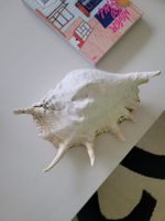Grosse Muschel | Sea Shell Large | Conch
