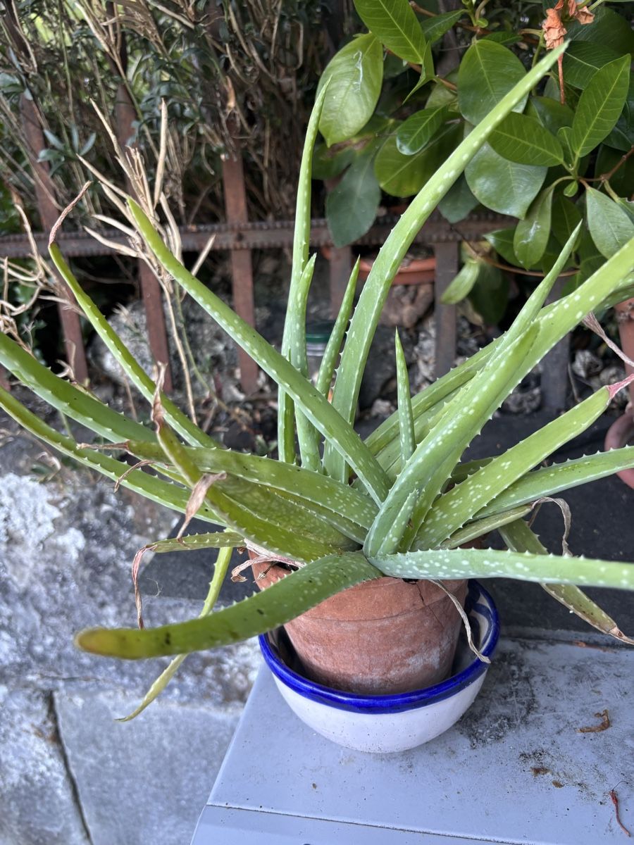 Piante & sementi: 2 Baby-Aloe – Usato da Oberrieden venduto da ZehSa