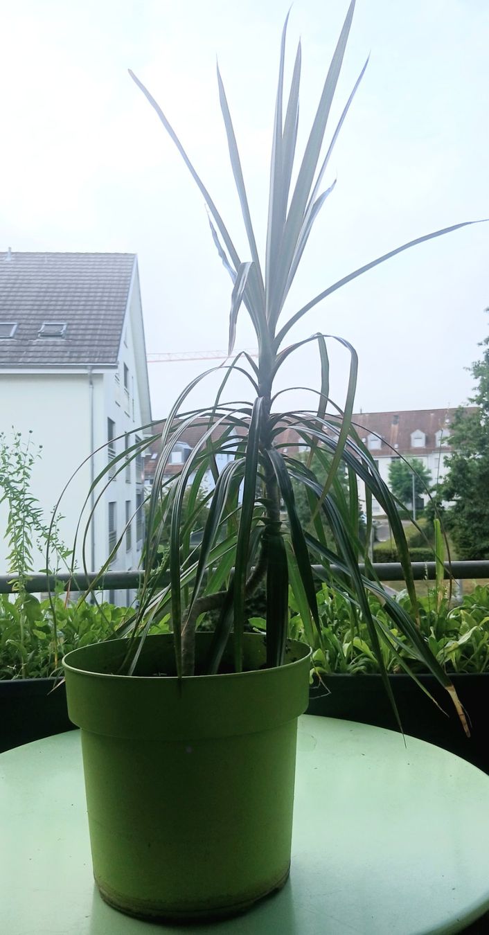 Plantes & graines: Dragon Tree DRACAENA MARGINATA - 1m indoor plant – D'occasion à Watt par Tomaf