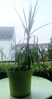 Dragon Tree DRACAENA MARGINATA - 1m indoor plant