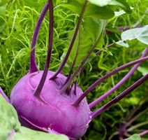 30 SAMEN GRAINES SEMI  Blauer Kohlrabi