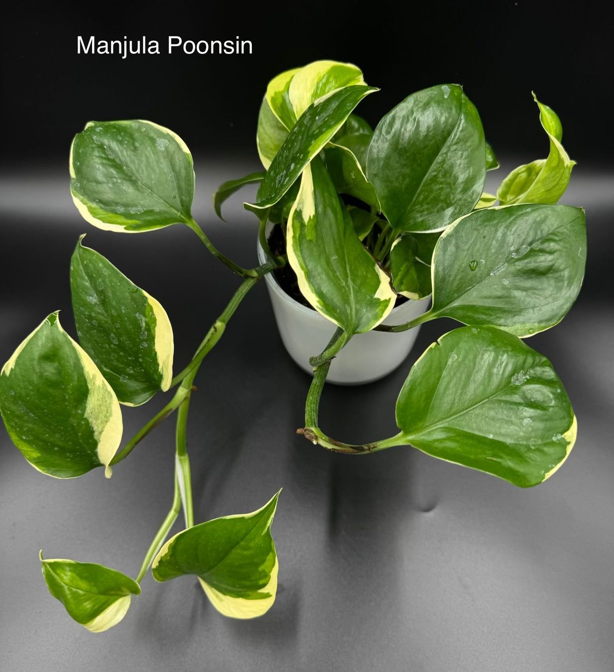 Piante & sementi: Epipremnum aureum 'Manjula Poonsin' – Nuovo (secondo la descrizione) da Bühler venduto da googelibear 1