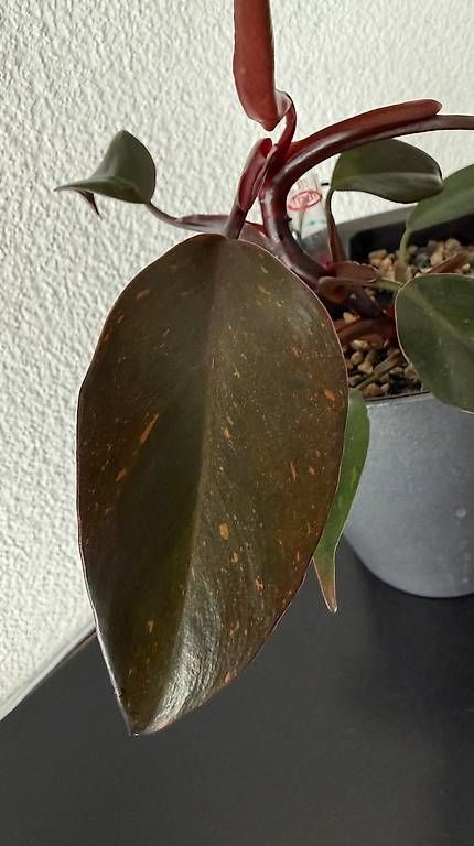 Piante & sementi: Philodendron Galaxy Princess, Selbstbewässerer, 20cm – Usato da Aadorf venduto da Arkabraa 1