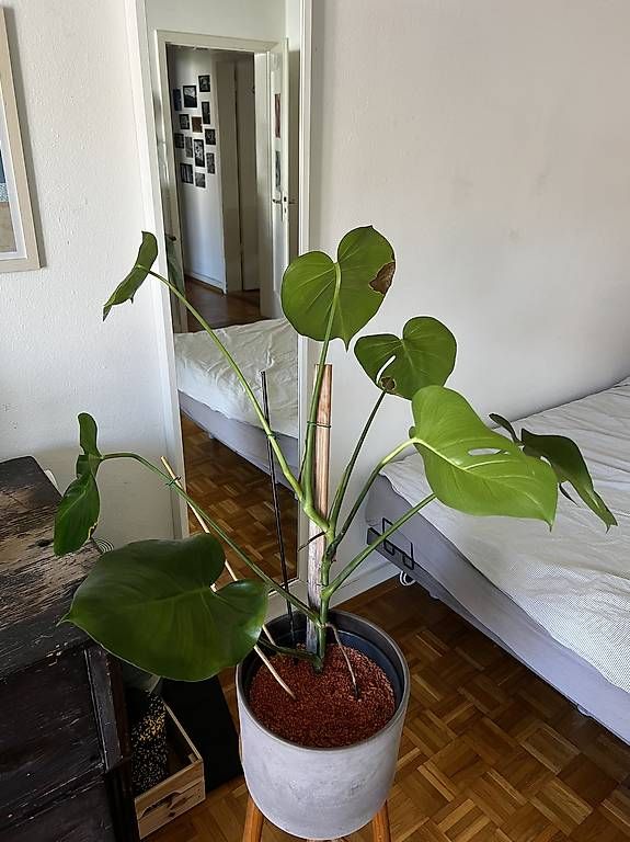 Piante & sementi: Schöne Monstera – Usato da Basel venduto da sar_2frb 1