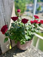 Rote Rose im Topf zu verkaufen. Ideal für Balkon 🌹