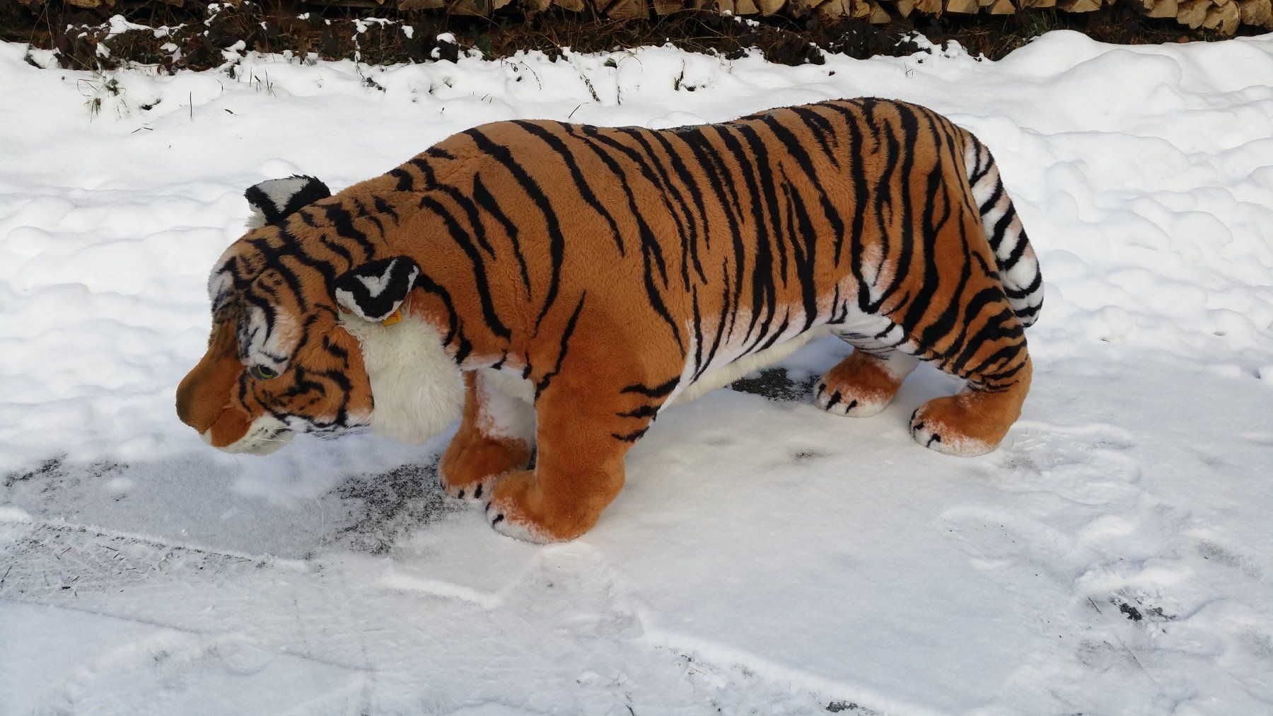 Spielzeuge: Steiff Studio-Tiger – Gebraucht aus Zwingen von moje1 1