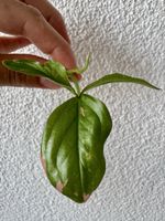 🌿 Syngonium Pink Splash – Top Cutting 💕🌱