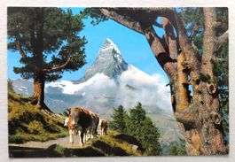 Zermatt, Riffelalp mit Matterhorn