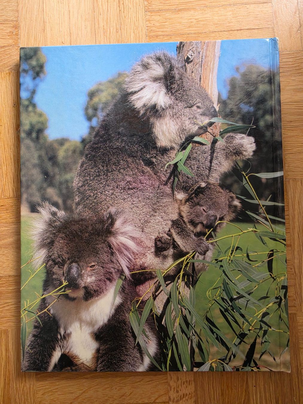 Libri: Koalas – Usato da Stäfa venduto da flamingo_17 1