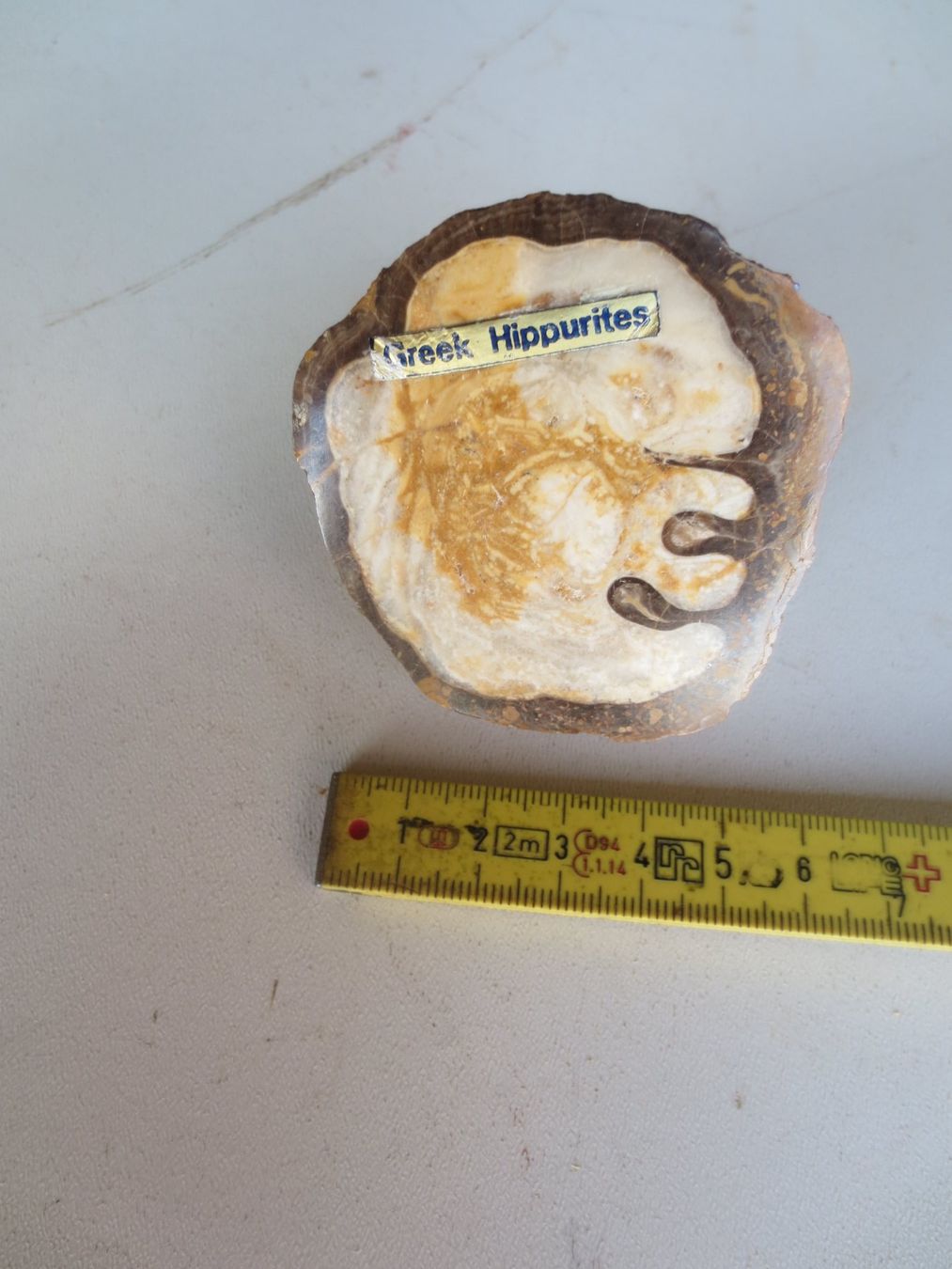 Fossili: Muschel Versteinerung- Hippurites – Usato da Weier im Emmental venduto da waefler03 5