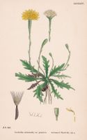 LEONTODON AUTUMNALIS, HERBSTLÖWENZAHN, LITHOGRAPHIE UM 1890