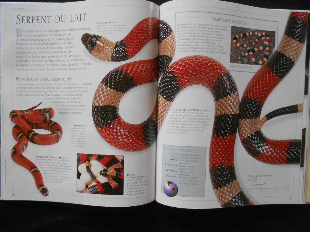 Libri: SERPENTS  -  PASSION – Usato da Bex venduto da Giorgiob 5