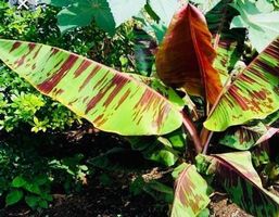 Ab 5.- fr 1 SAME 1 GRAINE 1 SEME Schneebananen Palme