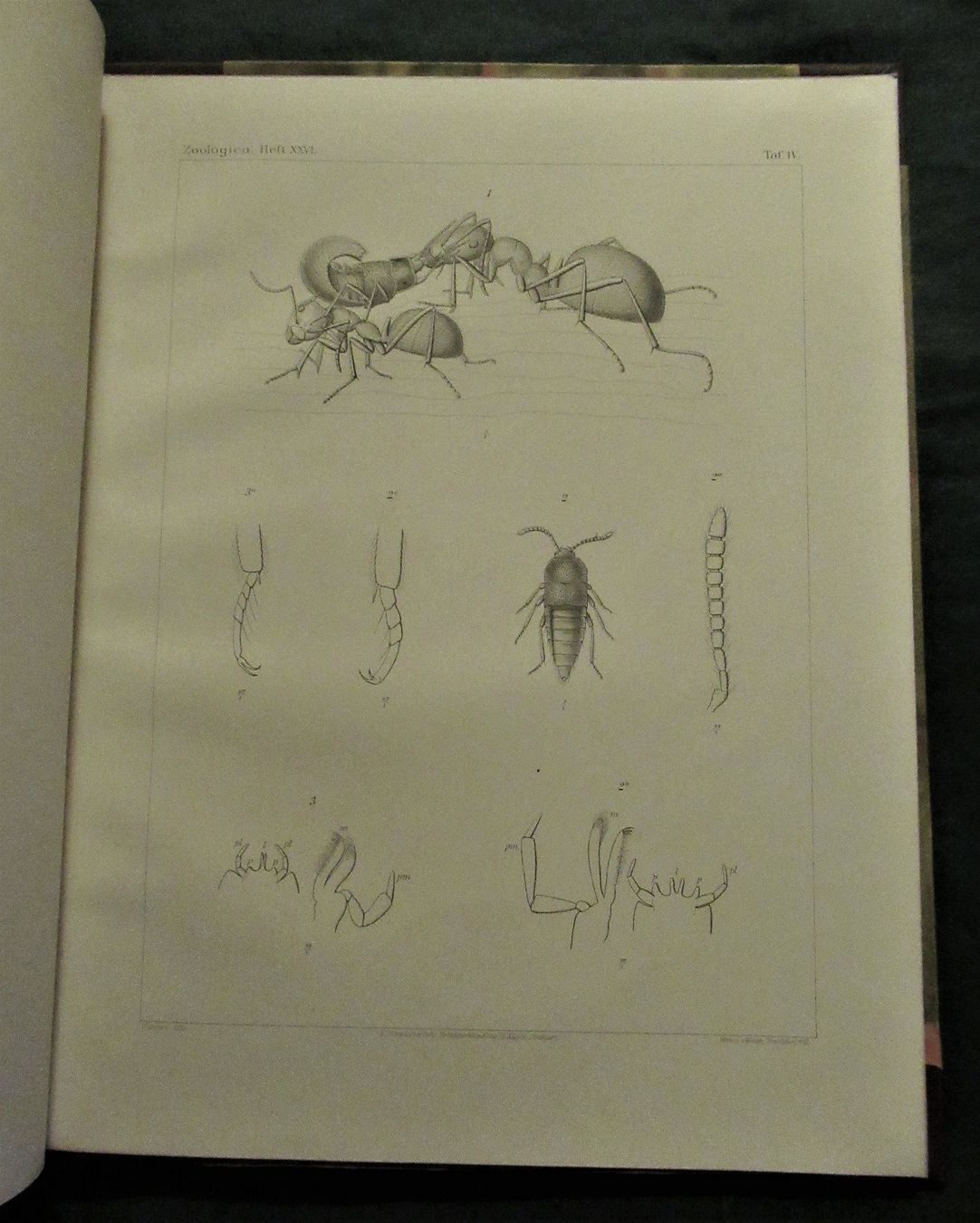 Libri: Ameisen Formicidae – Usato da hedingen venduto da kurattli01 2