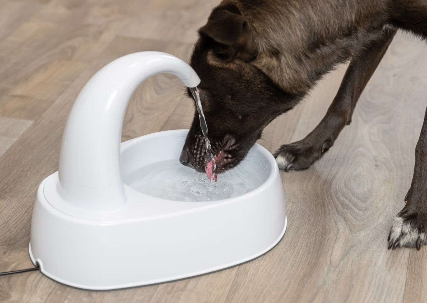 Stagni & Fontane ornamentali: Katze / Hund Trinkbrunnen Trixie – Nuovo (secondo la descrizione) da Obergerlafingen venduto da S-T-S 2