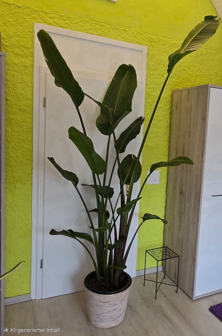 Piante & sementi: Strelitzia – Usato da Aarburg venduto da Glitzerschein 1