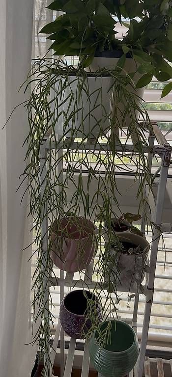 Plantes & graines: Hoya Linearis – D'occasion à Spiez par Lunelu