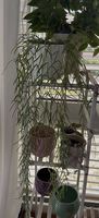 Hoya Linearis