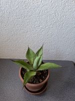 Kleine schöne Agave Pflanze im Topf